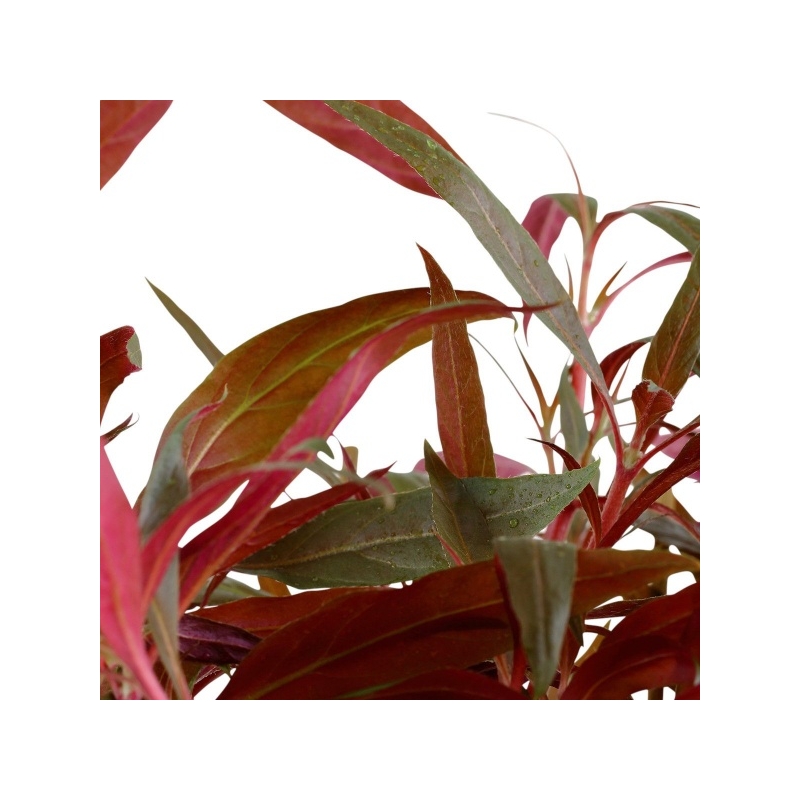 023-xl-alternanthera-reineckii-pink-rgb-4-1-.jpeg