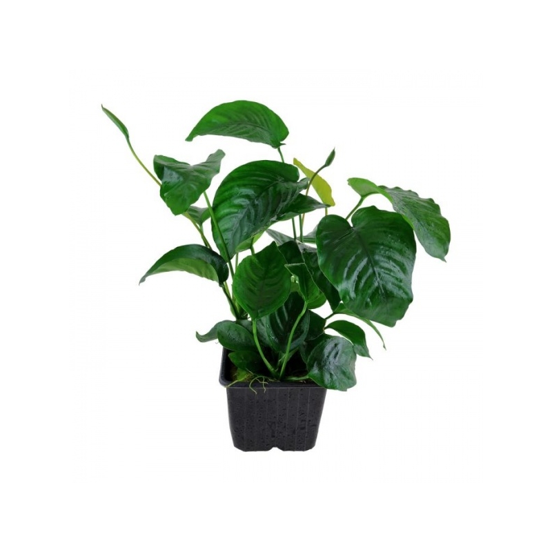 101u-xl-anubias-barteri-var-caladiifolia-rgb-2-1-.jpg