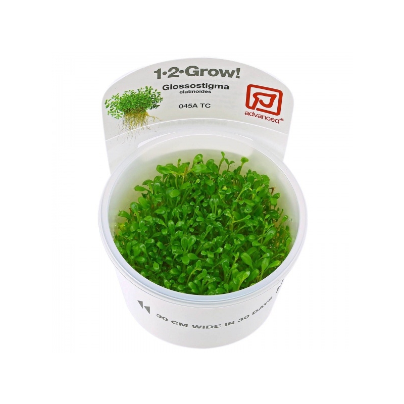 glossostigma-elatinoides-1-2-grow.jpg