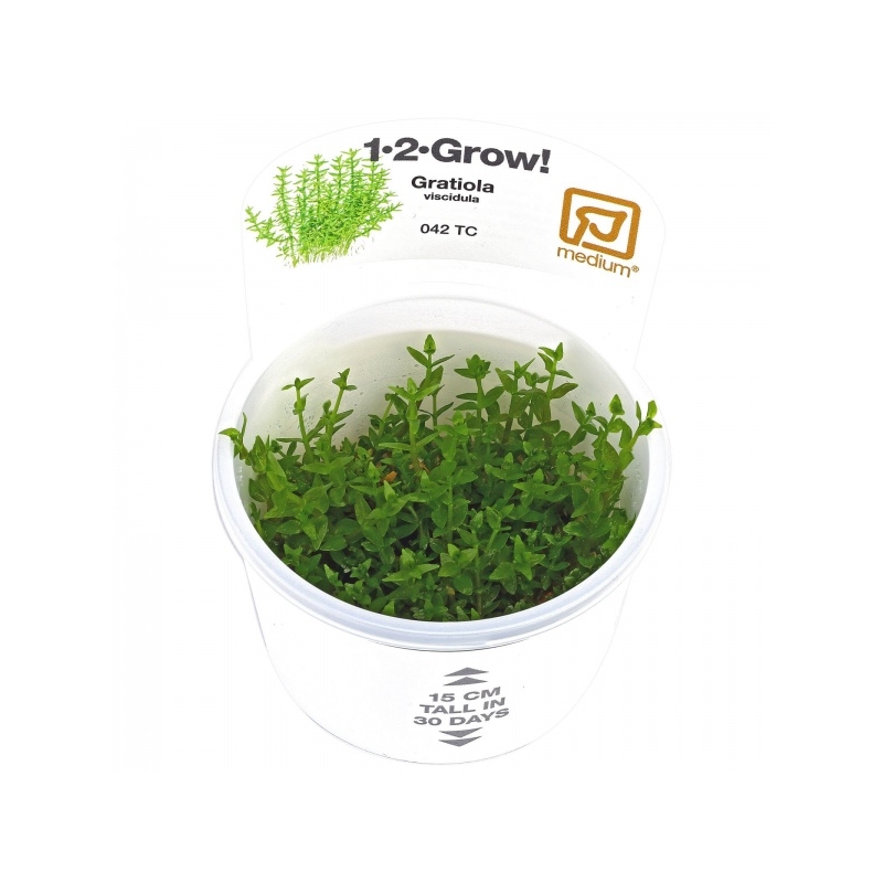 gratiola-viscidula-1-2-grow.jpg