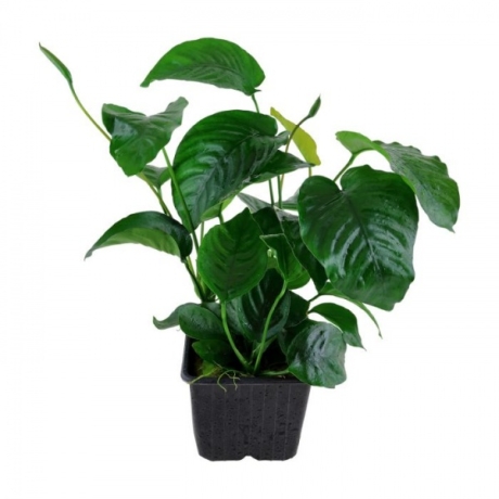 101u-xl-anubias-barteri-var-caladiifolia-rgb-2-1-.jpg