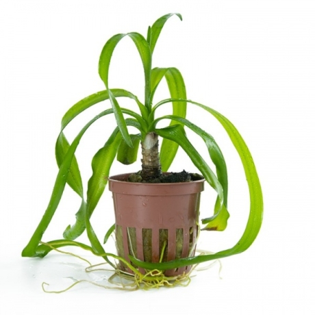 Tropica Crinum thaianum в горшке