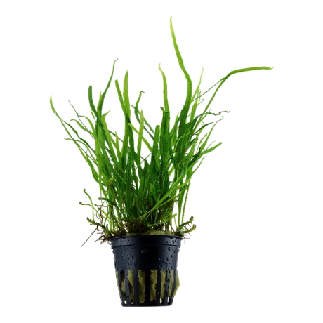 Tropica ПАПОРОТНИК ТРИДЕНТ или ТРЕЗУБЕЦ (Microsorum pteropus «Trident»)