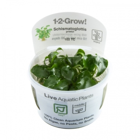 Schismatoglottis prietoi 1-2Grow