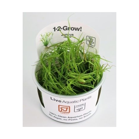 Juncus repens 1-2-AUG