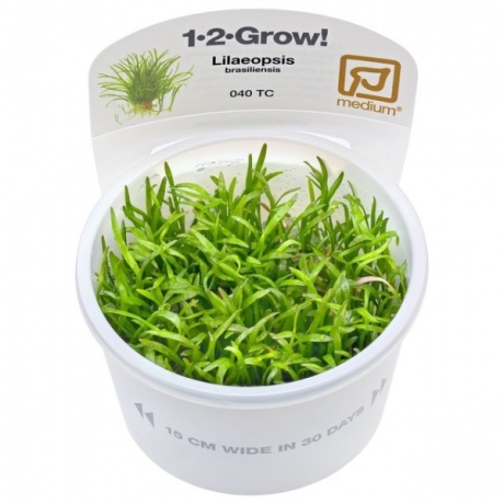 Lilaeopsis brasiliensis 1-2 Grow