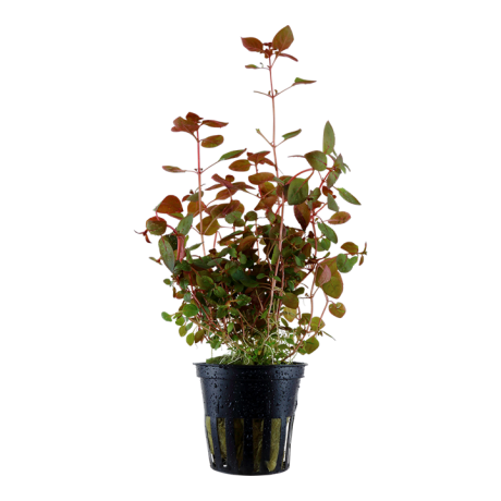 Ludwigia palustris 'Super Red' podiņā