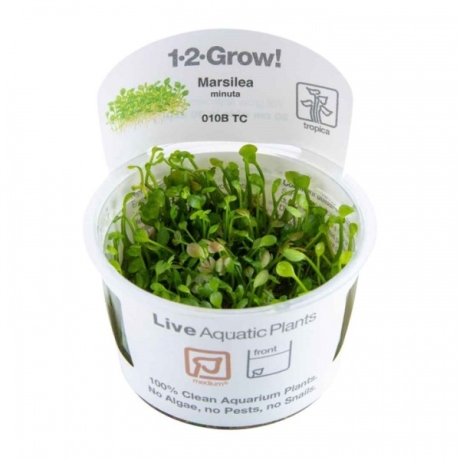 Marsilea Minuta 1-2 Grow!