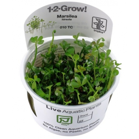 Marsilea hirsuta 1-2-GROW