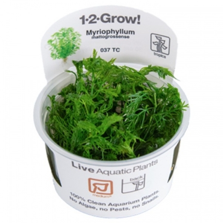 Myriophyllum mattogrossense 1-2-GROW!