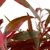 023-xl-alternanthera-reineckii-pink-rgb-4-1-.jpeg