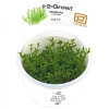 gratiola-viscidula-1-2-grow.jpg